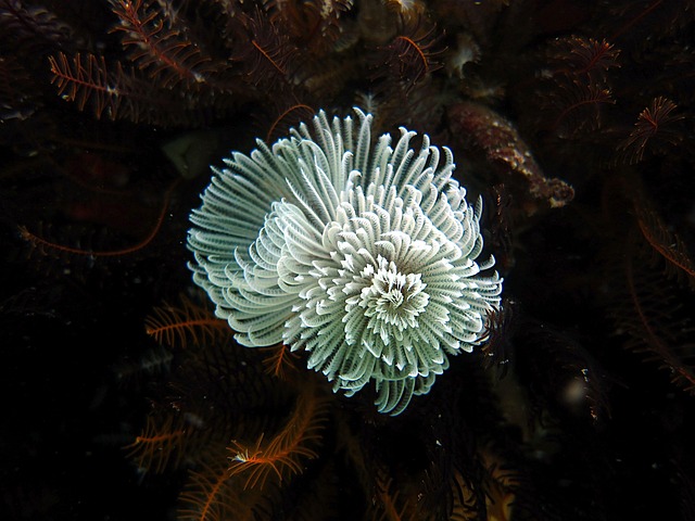 Free Coral Worm photo and picture