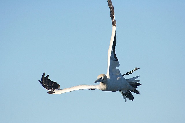 Free Seabird Bird photo and picture