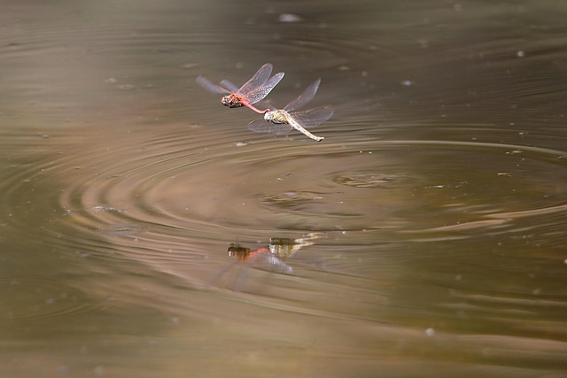 Free Dragonfly Nature photo and picture