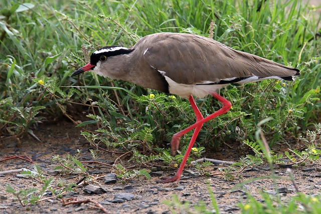 Free Lapwing Bird photo and picture