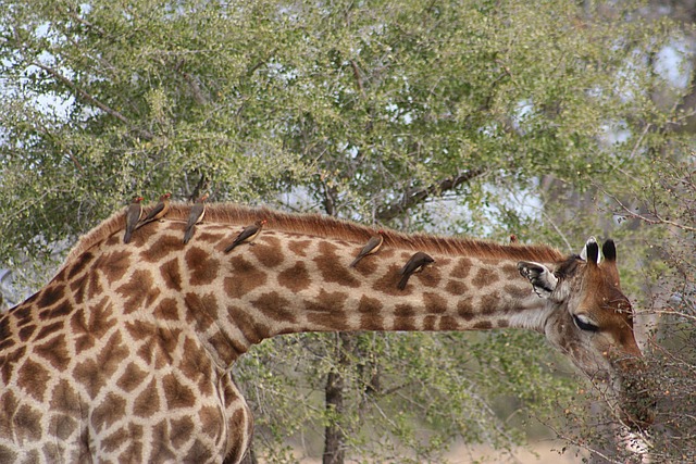 Free Giraffe Animal photo and picture