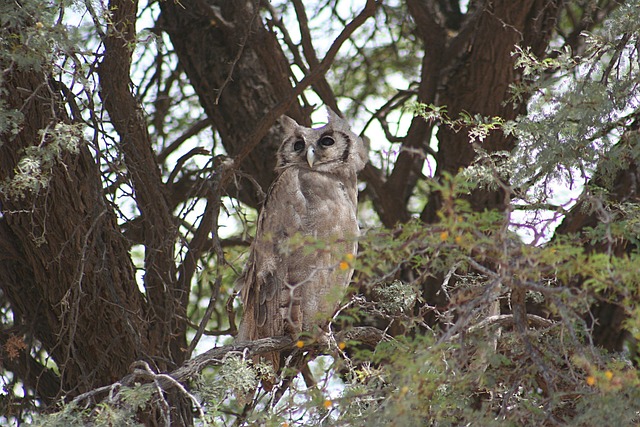 Free Owl Bird photo and picture