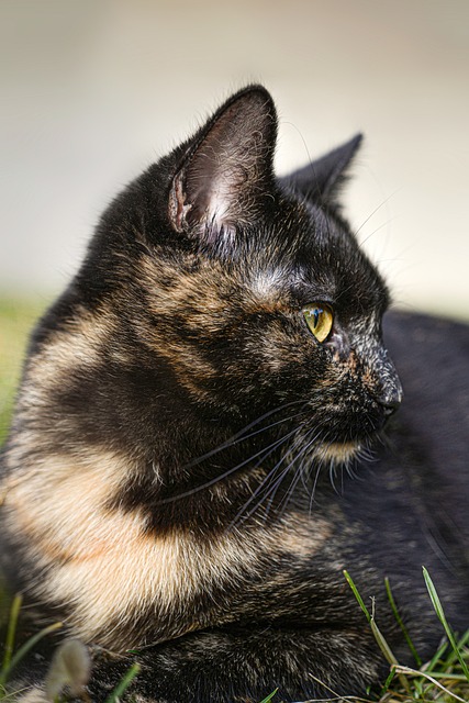 Free Cat Nature photo and picture