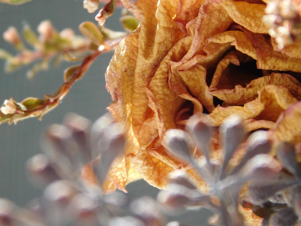 花 枯れた 花びら Pixabayの無料写真