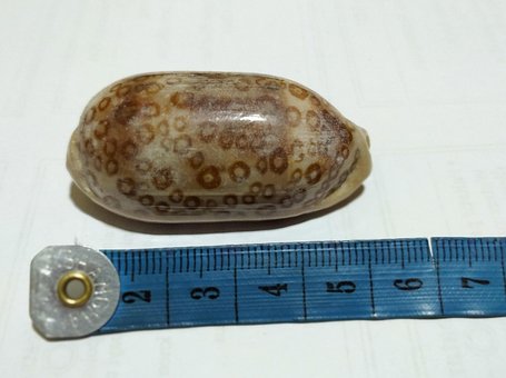 Free Sea Shell photo and picture