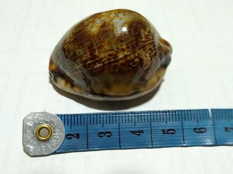Free Sea Shell Manfredonia Sea Shell Isole photo and picture
