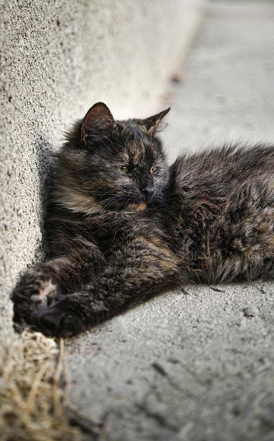 Free Cat Kitten photo and picture
