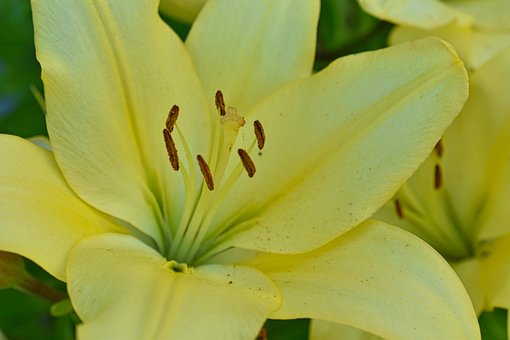 Lelie, Bloeide, Mooie Bloemen