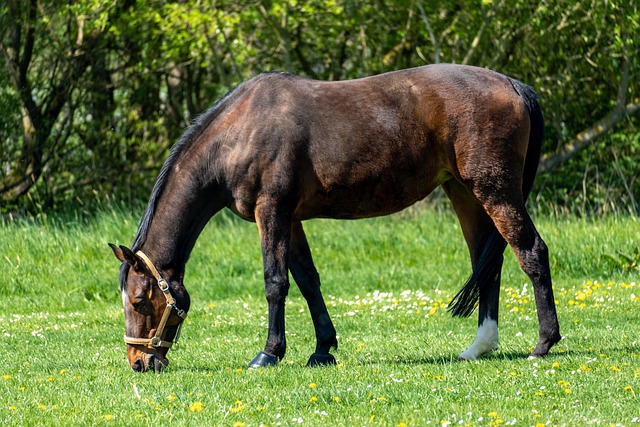 Free Horse Horse Riding photo and picture
