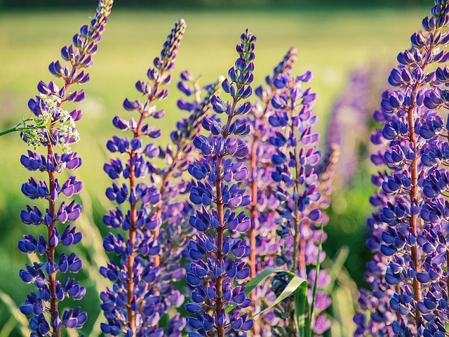 Blau, Sommer, Blumen Hintergrund, Natur