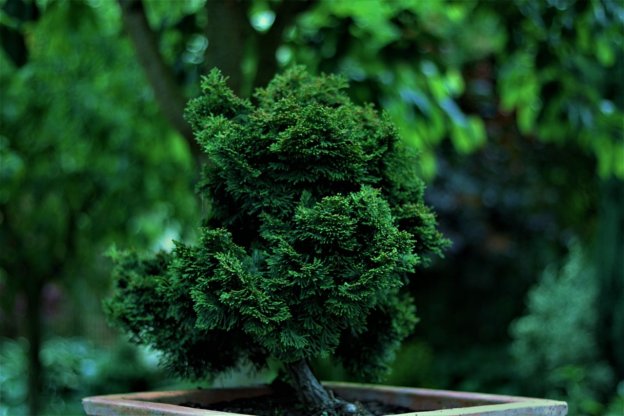 garden, plants, spring, close up, summer, plant, macro, nature, cypress, cypress species, hedge, bucket