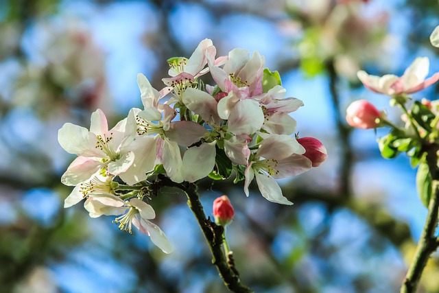 Apfelblüte, Weiss, Rosa, Apfelbaumblüte