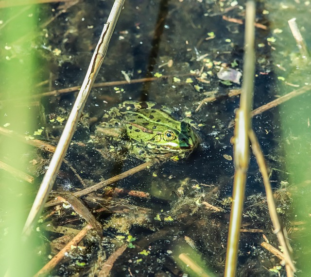Frosch, Grün, Grüner Frosch, Teich
