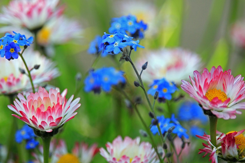 Forget Me Not Daisy Spring - Free photo on Pixabay