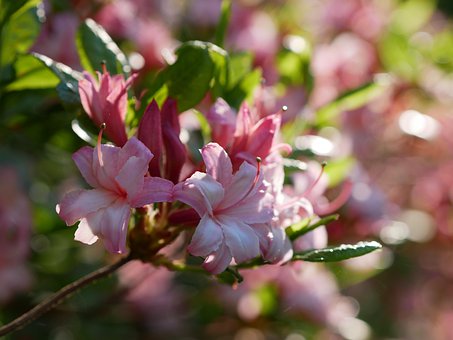 Free Rhododendron Spring photo and picture