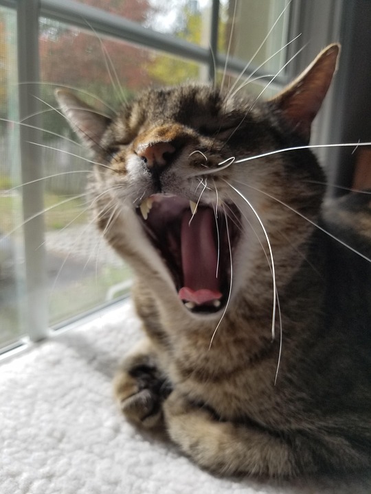 Cat Scream Free Photo On Pixabay Pixabay