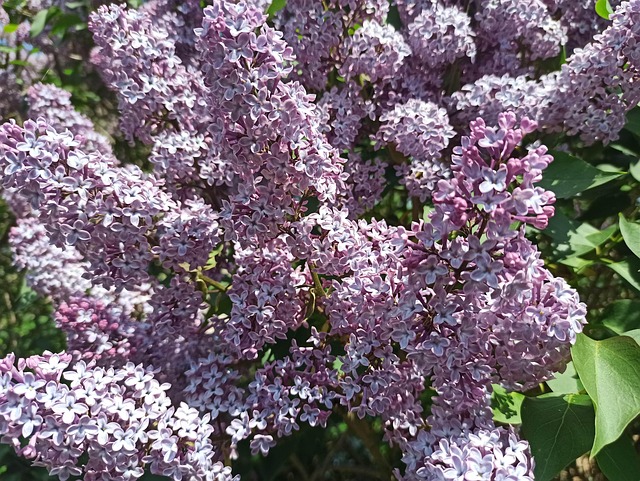 Lila, Blühen, Flora, Schöne, Gardens