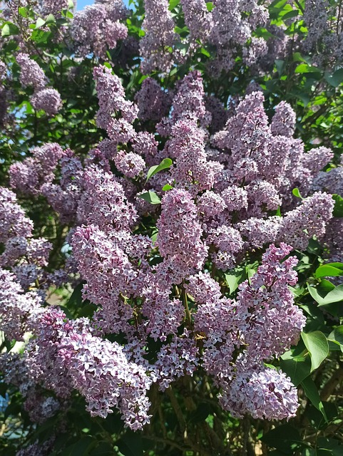 Lila, Blühen, Flora, Schöne