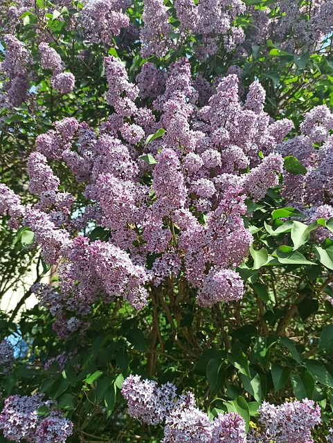 Lila, Blühen, Flora, Schöne