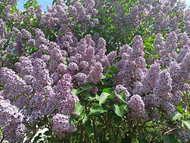 Lila, Blühen, Flora, Schöne, Gardens