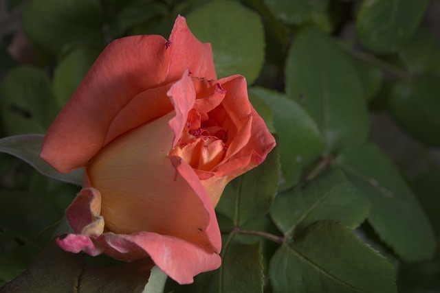 Free Pink Flower photo and picture