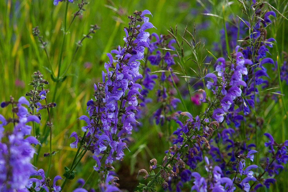 Meadow Sage Nature Free photo on Pixabay