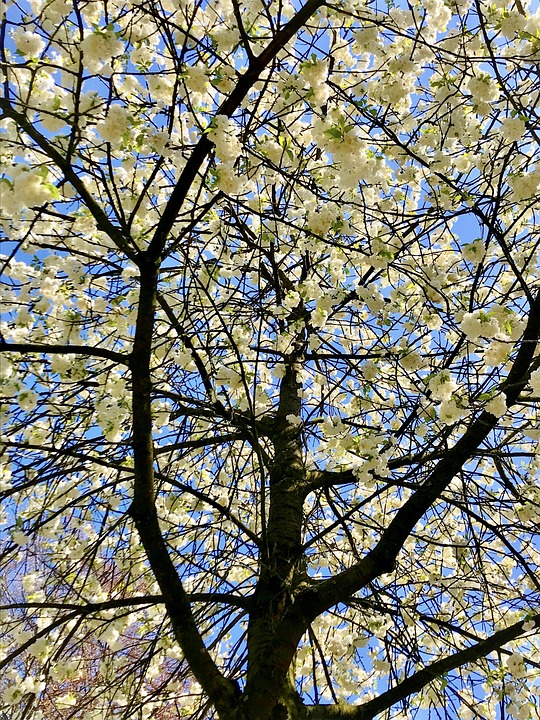 Flourishing Tree Cherry Blossom - Free photo on Pixabay - Pixabay
