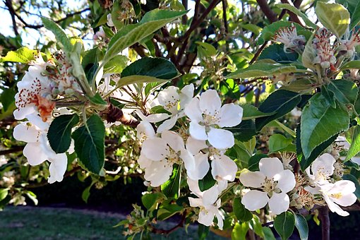 Free Apple Blossom Tree photo and picture