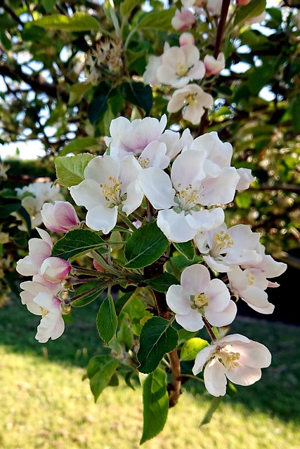 Free Apple Blossom Tree photo and picture