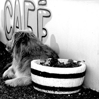 Free Cafe Dog photo and picture