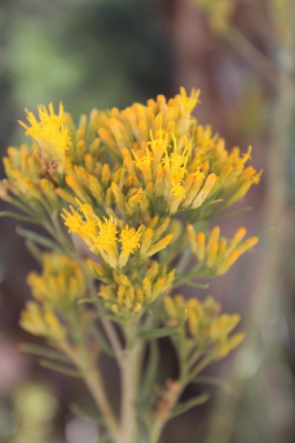 Free Yellow Desert photo and picture