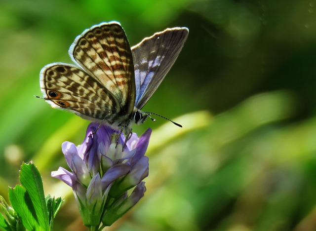 Vlinder, Natuur, Insect, Bloom, Vleugel