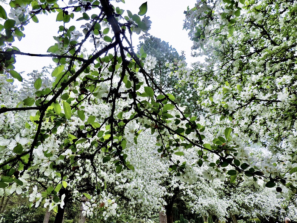Flourishing Tree Apple Blossoms - Free photo on Pixabay - Pixabay