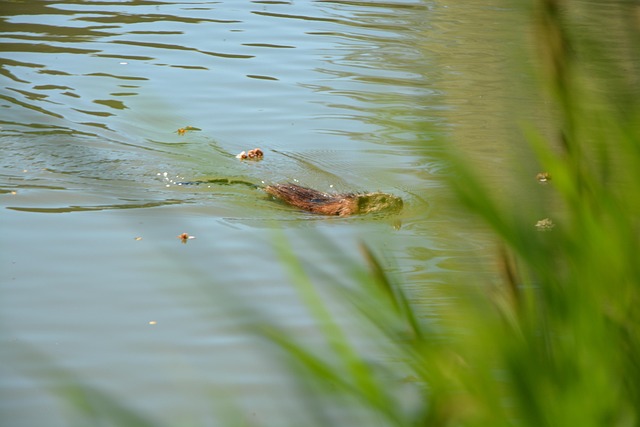 Free Beaver Nature photo and picture