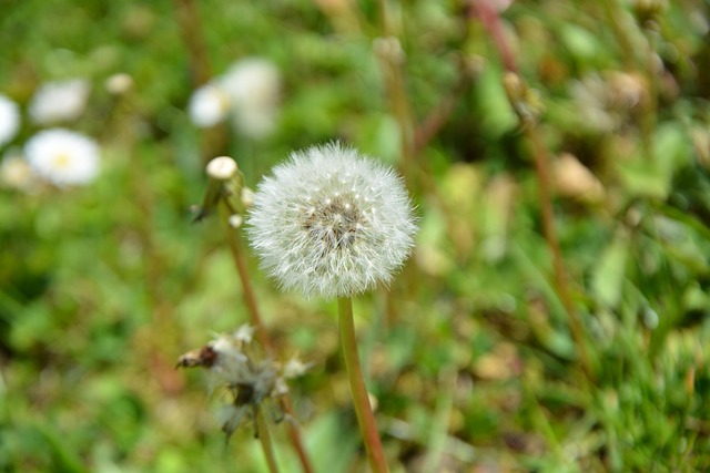 Free Nature Flower photo and picture