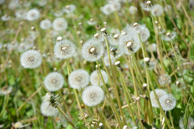 Free Nature Spring photo and picture