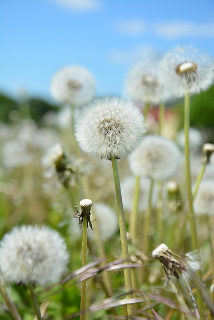 Free Nature Flower Background photo and picture