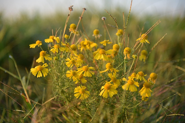 Free Flowers Yellow photo and picture