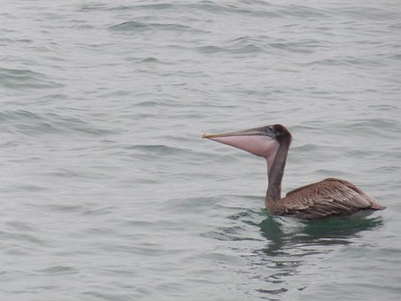 Pelikaan, Vogel, Water, Zee, Pauze