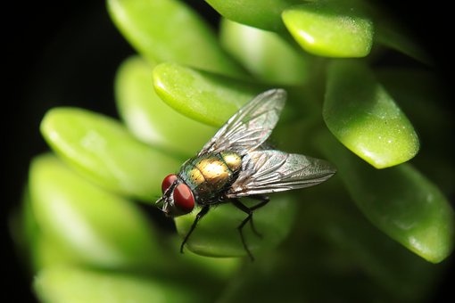 Free Insect Fly photo and picture