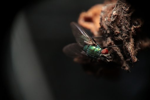 Free Insect Fly photo and picture