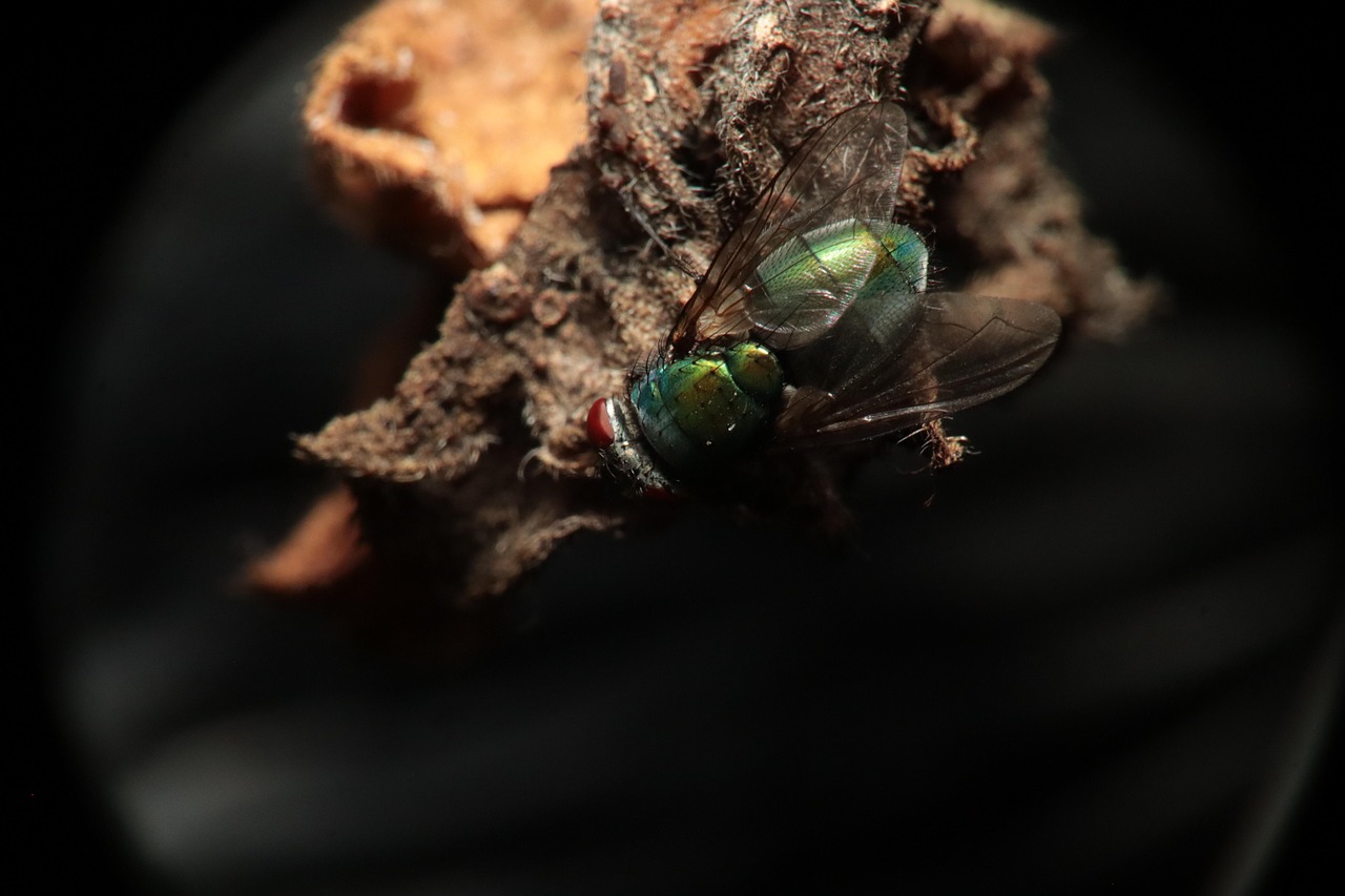 Moska Inseto Mosca Insecto Animal Bughigh