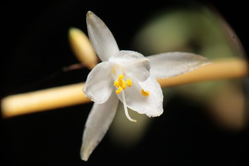 Free Yard Chlorophytum photo and picture