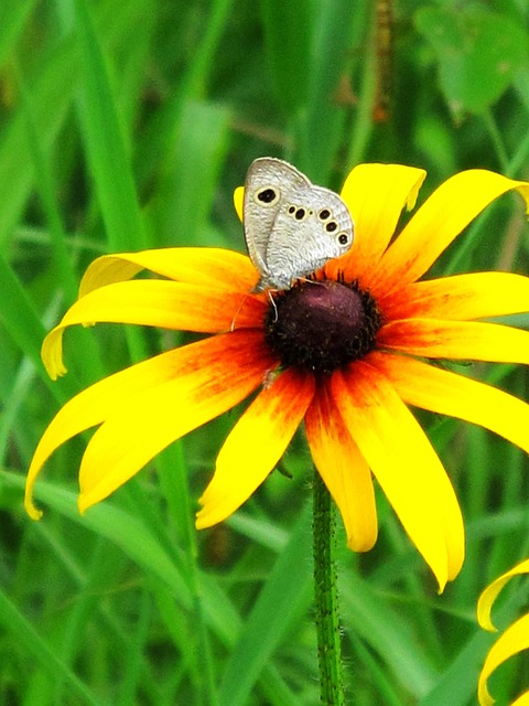 Vlinder, Insect, Bloem, Natuurlijke