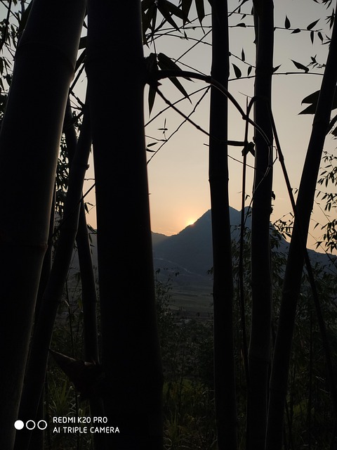 Bamboo Sky At Free Photo On Pixabay Pixabay