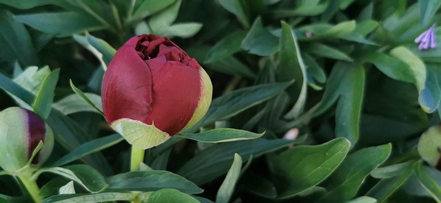 Bujor, Mugur, Floare, Grădină