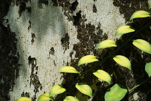 Textur, Hintergrund, Mauer, Pflanze