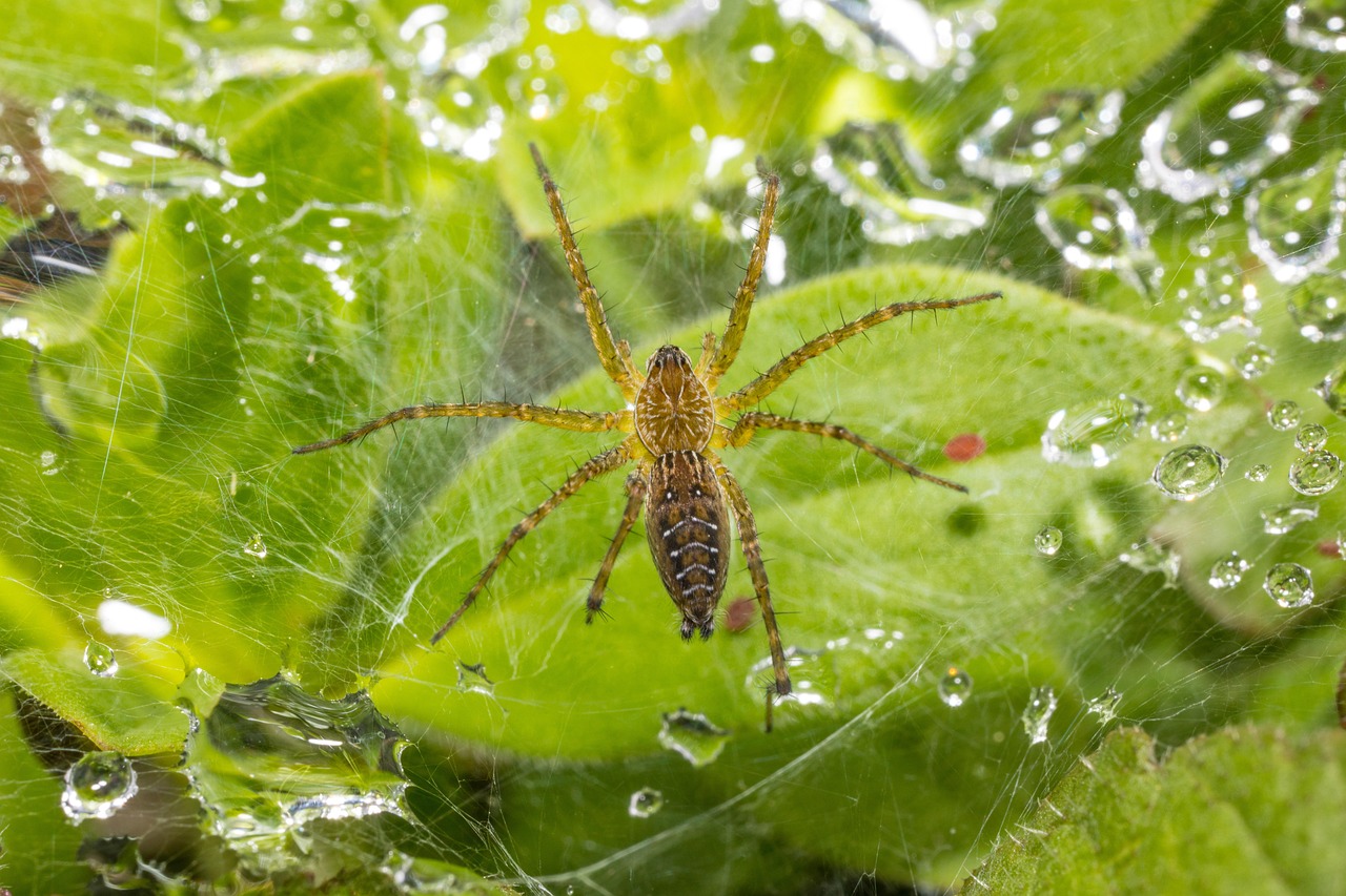 Spring Insects Spider Insect Spider Floral - Free photo on Pixabay - Pixabay