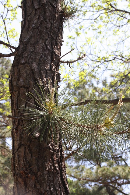 Free Pine Bud photo and picture