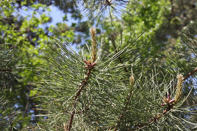 Free Pine Bud photo and picture